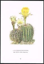 Used, Vintage Gymnocalycium Lobivia Aurea Cactus Flower Botanical Art Print for sale  Shipping to South Africa