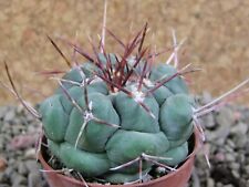 4x4 Thelocactus hexaedrophorus, pot 5,5 cm, used for sale  Shipping to South Africa
