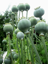 Giant red poppy for sale  LONDON