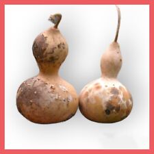 Birdhouse gourd seeds for sale  Philadelphia