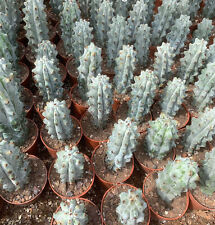 Cactus stenocereus beneckei for sale  Ireland