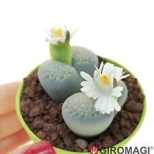 Lithops salicola potø6 usato  Cortona