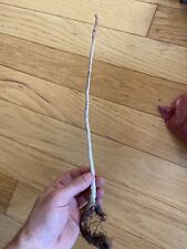Boswellia nana serrata d'occasion  Expédié en Belgium