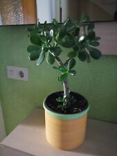 bonsai formen gebraucht kaufen  Baltmannsweiler