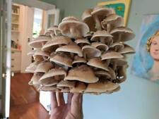 42gr. shiitake mushroom d'occasion  Expédié en Belgium