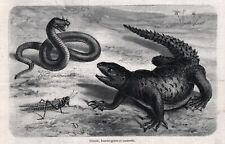Estampa de gravura antiga da década de 1860 com chifres de cobra Saaraiana víbora e lagarto egípcio Dabb comprar usado  Enviando para Brazil