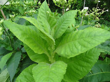 African red tobacco for sale  Philadelphia