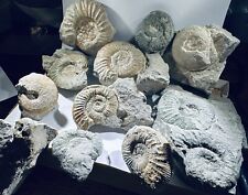 Jura fossilien konvolut gebraucht kaufen  Mainz-Kostheim