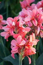 Seed beautiful canna for sale  Shipping to Ireland