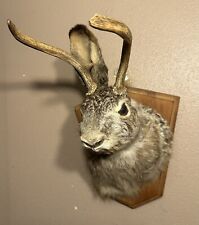 taxidermy rabbit for sale  Vesper