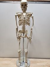 Human skeleton model for sale  Shipping to Ireland