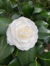 White camellia nobilissima for sale  CAMBRIDGE