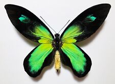 Fantastic blueish ornithoptera usato  Spedire a Italy