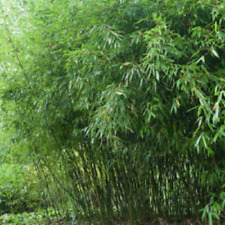 Bissetii bamboo seeds for sale  Ravensdale