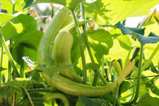 Climbing italian squash for sale  SALISBURY