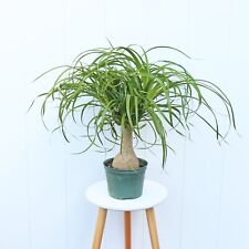 Ponytail palm plant for sale  Boca Raton