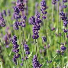 Lavender fragrant drought for sale  IPSWICH