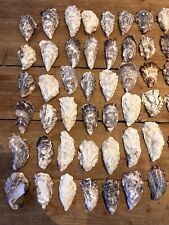 12x cleaned oyster for sale  HOLT