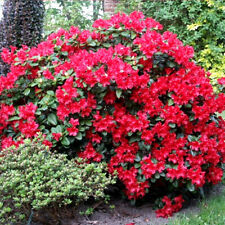 Rhododendron scarlet wonder for sale  UK