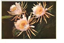 Night Blooming Cereus Flowers Honolulu HAWAII Chrome Postcard Posted 1984, used for sale  Shipping to South Africa