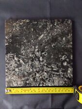 Goniatite orthoceras fossil for sale  UK