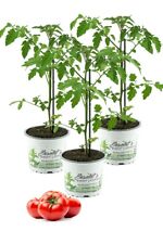 3er set tomatenpflanze gebraucht kaufen  Obrighoven