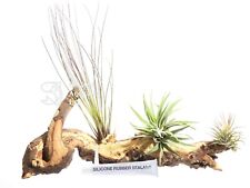 Air plant kit for sale  DRONFIELD