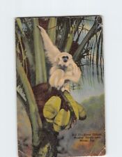 Postcard silver gibbon for sale  Stevens Point