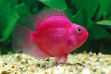 Pink parrot fish for sale  HAYWARDS HEATH