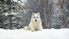 White wolf dog for sale  UK