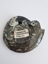 Polished goniatite gonotite for sale  WELLS