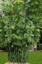 Seabreeze bamboo seeds for sale  Raeford