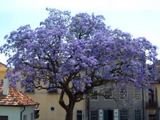 Paulownia tomentosa 250 for sale  Shipping to Ireland