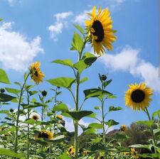 Giant sunflower seeds for sale  MANCHESTER