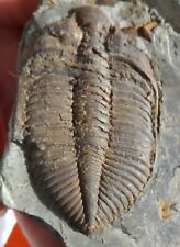 Trilobite silurien chine d'occasion  Cuxac-d'Aude