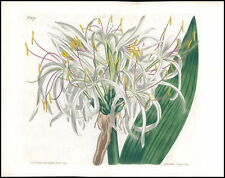 1808 CURTIS BOTANICAL CRINUM ASIATICUM Largest Pl 1073(CB1/116) for sale  Shipping to South Africa