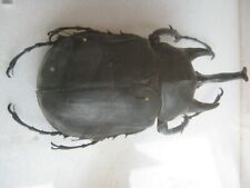 Giant rhino beetle Dynastidae Megasoma sp. from Colombia-nice huge specimen. for sale  Shipping to South Africa