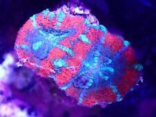 acan coral for sale  LONDON