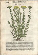 Stampa antica ERBARIO MATTIOLI MATTHIOLI AGERATUM botanica 1568 Antique print usato  Lecco