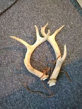 Deer antlers for sale  Smithville