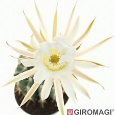 Echinopsis minuana potø usato  Cortona