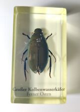 Mini biester insekten gebraucht kaufen  Sandhofen,-Schönau,-Blumena