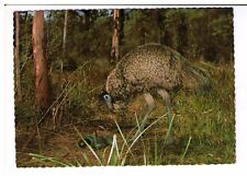 Postcard emu nest for sale  UK