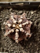 Gymnocalycium cv t rex thai very rare lobivia hybrid astrophytum ariocarpus  for sale  Shipping to South Africa