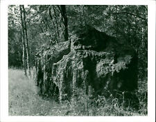 Fotografía de naturaleza de Ann Christine Eek - Fotografía vintage 3115333 segunda mano  Embacar hacia Argentina