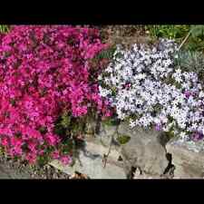 Phlox subulata scarlet gebraucht kaufen  Deutschland