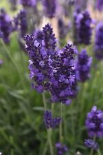 Flower lavendula lavender for sale  WREXHAM