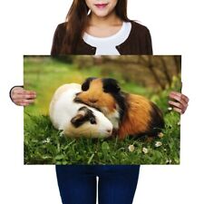 Guinea pig pair for sale  SELBY