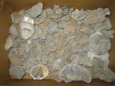Lot fossils provenant d'occasion  Massy
