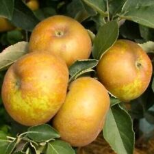Jabłoń Golden Renette Odświeżające Drzewo owocowe Jabłko 80cm / 140cm na sprzedaż  PL